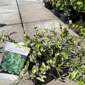 Euonymus fortunei 'Harlequin'_2024_Keř_20/40_21.srpen