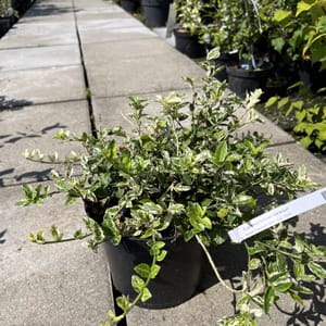 Euonymus fortunei 'Harlequin'_2024_Keř_20/40_21.srpen