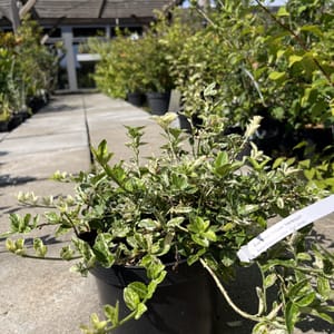 Euonymus fortunei 'Harlequin'_2024_Keř_20/40_21.srpen