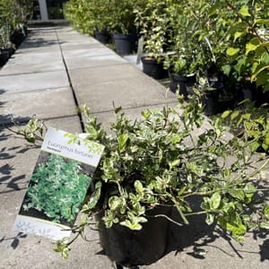 Euonymus fortunei 'Harlequin'_2024_Keř_20/40_21.srpen