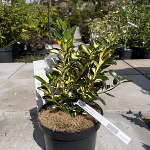 Euonymus japonicus 'Aureus'_2024_Keř_20/40_21.srpen