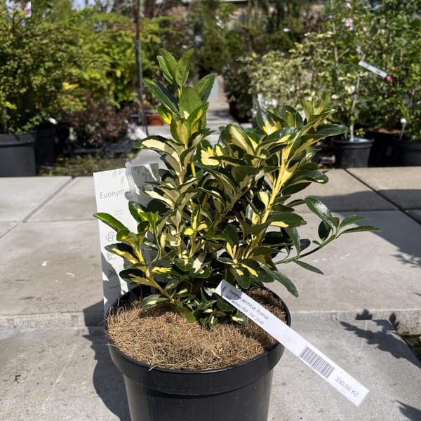 Euonymus japonicus 'Aureus'_2024_Keř_20/40_21.srpen