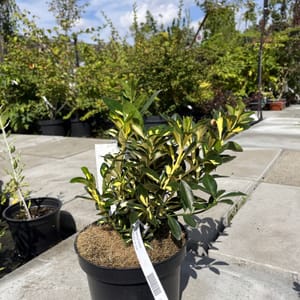 Euonymus japonicus 'Aureus'_2024_Keř_20/40_21.srpen