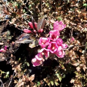 weigela-00006202-červen