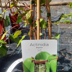 actinidia-00007563-červen