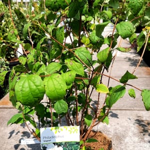 philadelphus-00007588-červen