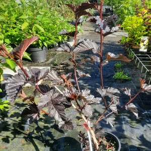 physocarpus-00007574-červen