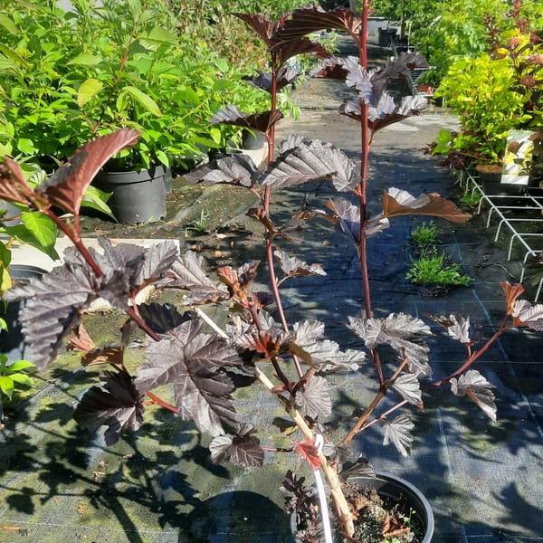 physocarpus-00007574-červen