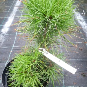 pinus-00005556-červen