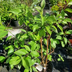cornus-00003205-červen