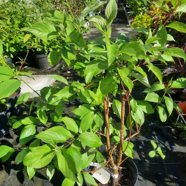 cornus-00003205-červen