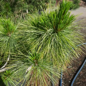 pinus-00007673-červen