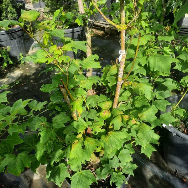 acer-00003495-červen