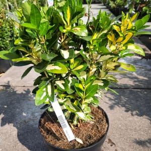 euonymus-00007374-červen