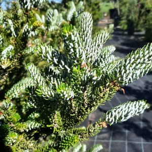 abies-00003109-červen