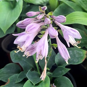 hosta-00006726-červenec