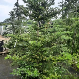 abies-00005656-červen