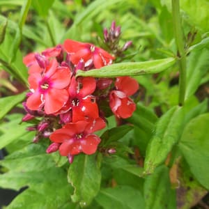 phlox-00006789-červenec