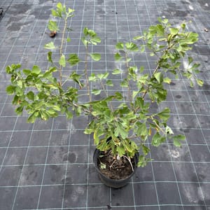 Ginkgo biloba 'Blagon'_2023_Strom_60/80_10.září