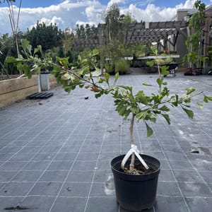 Ginkgo biloba 'Green Pagoda'_2023_Strom_20/40_10.září