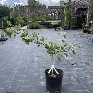 Ginkgo biloba 'Green Pagoda'_2023_Strom_20/40_10.září