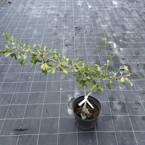 Ginkgo biloba 'Green Pagoda'_2023_Strom_20/40_10.září