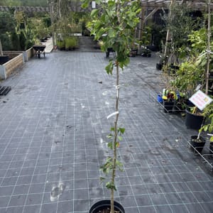 Ginkgo biloba 'Mariken'_2023_Na kmínku_150/175_10.září