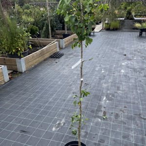 Ginkgo biloba 'Mariken'_2023_Na kmínku_150/175_10.září