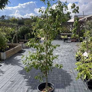 Ginkgo biloba 'Mariken'_2023_Na kmínku_150/175_10.září