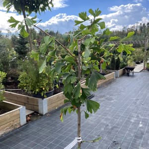 Ginkgo biloba 'Mariken'_2023_Na kmínku_150/175_10.září