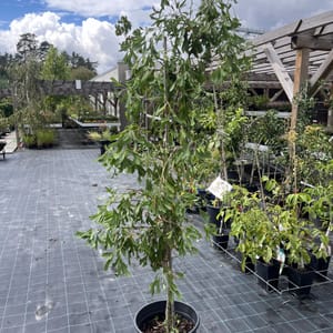 Ginkgo biloba 'Mariken'_2023_Na kmínku_150/175_10.září