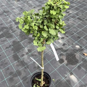 Ginkgo biloba 'Mariken'_2023_Na kmínku_60/80_10.září