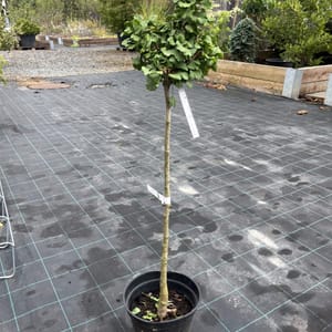 Ginkgo biloba 'Mariken'_2023_Na kmínku_60/80_10.září