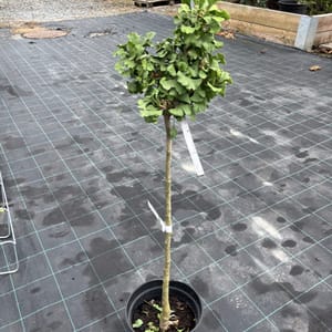 Ginkgo biloba 'Mariken'_2023_Na kmínku_60/80_10.září