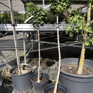 Ginkgo biloba 'Mariken'_2024_Na kmínku_60/80_10.září