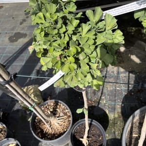 Ginkgo biloba 'Mariken'_2024_Na kmínku_60/80_10.září