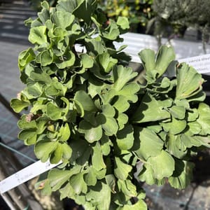 Ginkgo biloba 'Mariken'_2024_Na kmínku_60/80_10.září