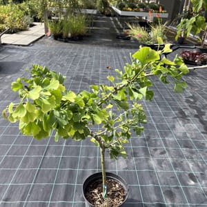 Ginkgo biloba 'Mariken'_2024_Na kmínku_80/100_10.září