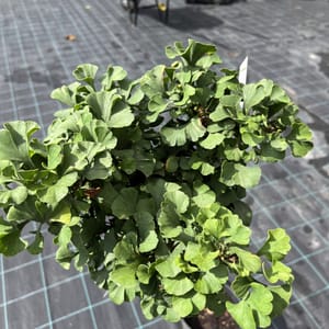 Ginkgo biloba 'Mariken'_2024_Na kmínku_80/100_10.září