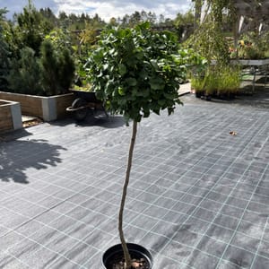 Ginkgo biloba 'Mariken'_2024_Na kmínku_80/100_10.září