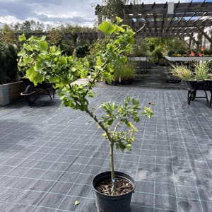 Ginkgo biloba 'Mariken'_2024_Na kmínku_80/100_10.září