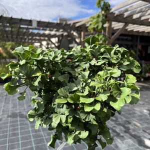 Ginkgo biloba 'Mariken'_2024_Na kmínku_80/100_10.září