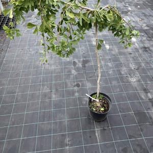 Ginkgo biloba 'Pendula China'_2023_Strom_60/80_10.září