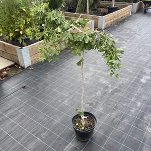 Ginkgo biloba 'Pendula China'_2023_Strom_60/80_10.září