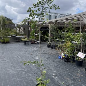 Ginkgo biloba 'Peve Lobo'_2023_Strom_200/250_10.září