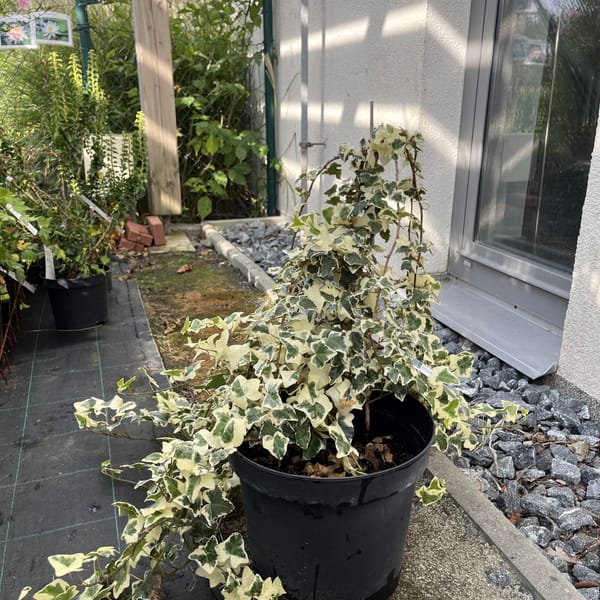 Hedera 'Gloire de Marengo'_2022_Keř_10/20_6.září