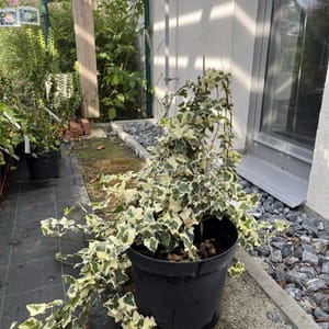 Hedera 'Gloire de Marengo'_2022_Keř_10/20_6.září