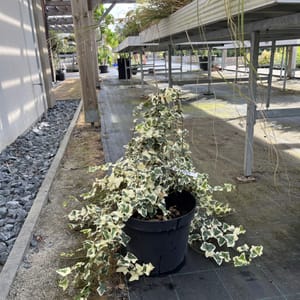 Hedera 'Gloire de Marengo'_2022_Keř_10/20_6.září