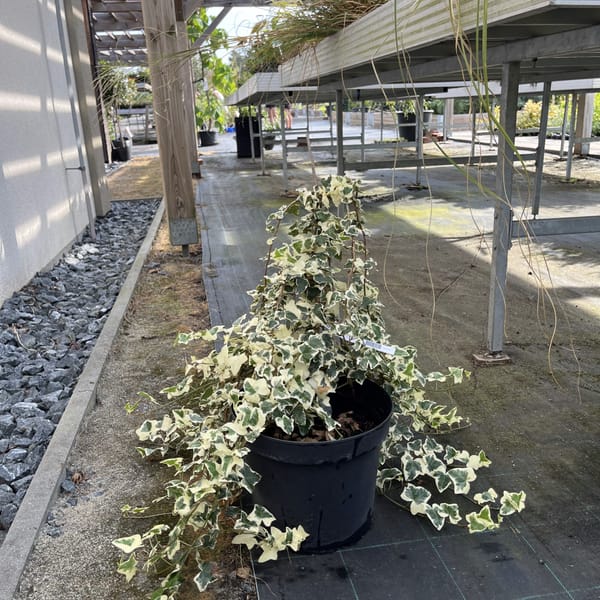 Hedera 'Gloire de Marengo'_2022_Keř_10/20_6.září