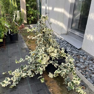 Hedera 'Gloire de Marengo'_2022_Keř_10/20_6.září